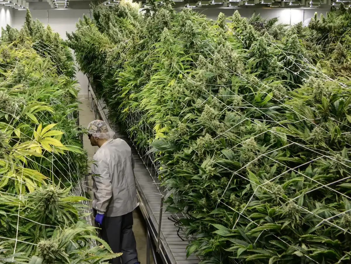 A Bedford Grow team member working between rows of flowering cannabis in the cultivation facility