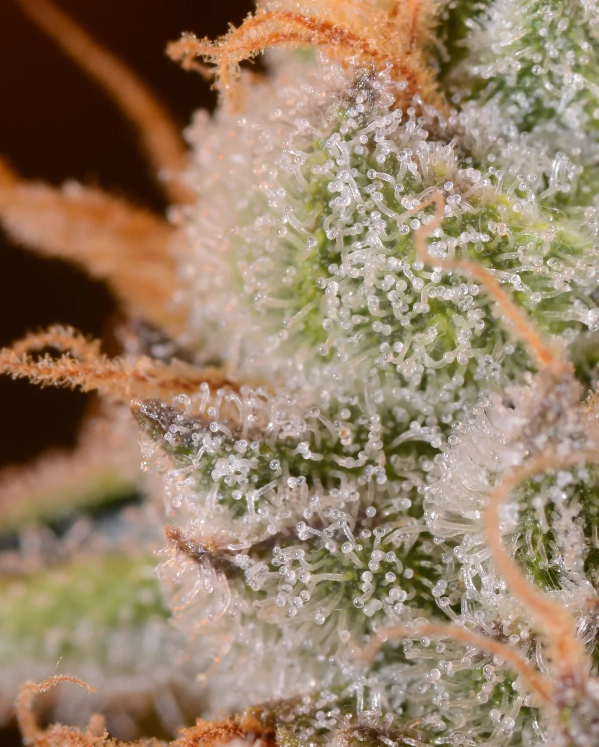 A detailed view of trichomes on Bedford Grow cannabis flower