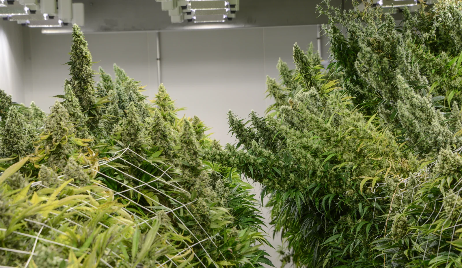 Cannabis plants in Bedford Grow’s indoor flowering room