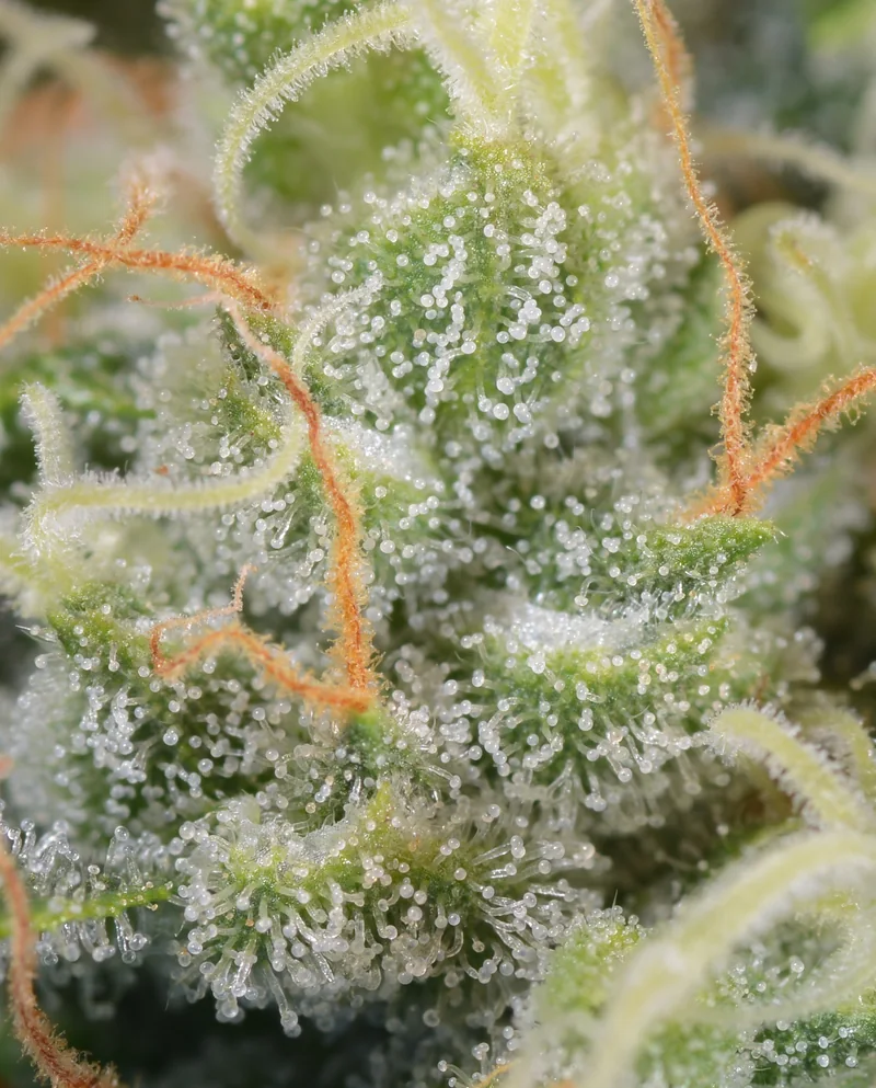 Close-up of trichomes on Bedford Grow flower