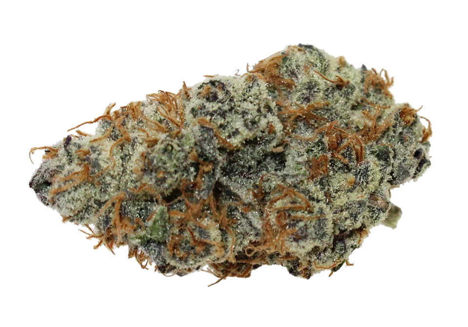 Grape Sugar Cookies flower, photographed by Bedford Grow