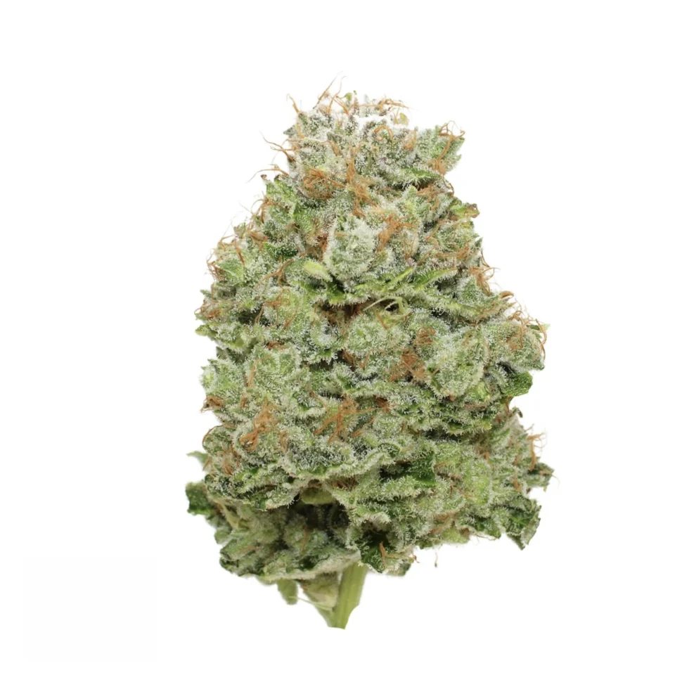 Lou’s Legacy flower with green buds, orange hairs, and visible trichomes