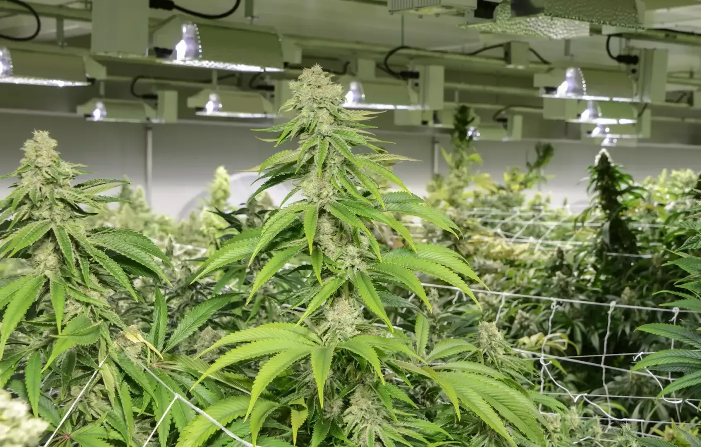Flowering cannabis plants under the lights at Bedford Grow’s Illinois cultivation facility